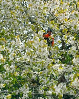 Tittut!
.
#arborist #arblife #trädfällning #sektionsfällning #chainsaw #motorsåg #climbing #arborculture #pruning #beskärning #tiger 
#arborists #trädfällare #treeclimbing #high #highlife #stihl #husqvarna #treeclimber 
#arboristsofinstagram #treework #arborists #treecare #treesurgeon #top #fly #arboristlife #arb