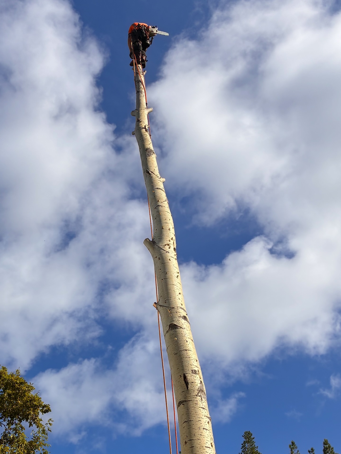 Rivstartar första arbetsdagen efter semestern!
.
#arborist #arblife #trädfällning #sektionsfällning #chainsaw #motorsåg #climbing #arborculture #pruning #beskärning #tiger 
#arborists #trädfällare #treeclimbing #high #highlife #stihl #husqvarna #treeclimber 
#arboristsofinstagram #treework #arborists #treecare #treesurgeon #top #fly #arboristlife #arb #hej