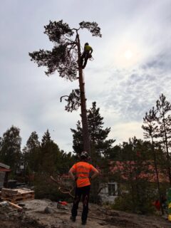 September is good
.
#arborist #arblife #trädfällning #sektionsfällning #chainsaw #motorsåg #climbing #arborculture #pruning #beskärning #tiger 
#arborists #trädfällare #treeclimbing #high #highlife #stihl #husqvarna #treeclimber 
#arboristsofinstagram #treework #arborists #treecare #treesurgeon #top #fly #arboristlife #arb #hej