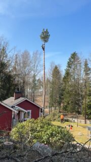 Vårsolen är här!
.
#arborist #arblife #trädfällning #sektionsfällning #chainsaw motorsåg climbing arborculture pruning beskärning tiger 
arborists trädfällare treeclimbing high highlife stihl husqvarna treeclimber 
arboristsofinstagram treework arborists treecare treesurgeon top fly arboristlife arb hej