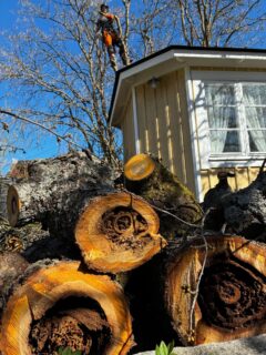 Time was up for this big cherry tree!
.
#arborist #arblife #trädfällning #sektionsfällning #chainsaw motorsåg climbing arborculture pruning beskärning tiger
arborists trädfällare treeclimbing high highlife stihl husqvarna treeclimber
arboristsofinstagram treework arborists treecare treesurgeon top fly arboristlife arb hej
