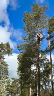 Living the life
.
#arborist #arblife #trädfällning #sektionsfällning #chainsaw motorsåg climbing arborculture pruning beskärning tiger
arborists trädfällare treeclimbing high highlife stihl husqvarna treeclimber
arboristsofinstagram treework arborists treecare treesurgeon top fly arboristlife arb hej