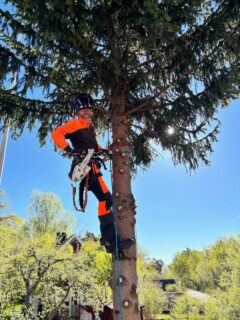 Happy monday everyone!
.
#arborist #arblife #trädfällning #sektionsfällning #chainsaw motorsåg climbing arborculture pruning beskärning tiger