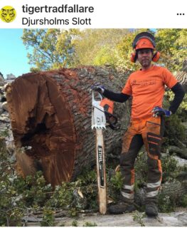 Från minsta lilla såg när jag klättrar i det blå
Till dundrande jättar när de grövsta stammarna ska gå
För trädvård och fällning i mästerlig stil
Krävs maskiner i alla storlekar från STIHL
#biggestSTiHLfan #biggestSTIHLfanSE @stihlse